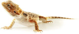 11lbs Bulk Non-GMO Dried Mealworms for Reptile, Tortoise ; Amphibian,Lizard ;..