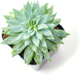 Succulent Plants (5 Pack), Fully Rooted in Planter Pots