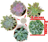 Succulent Plants (5 Pack), Fully Rooted in Planter Pots
