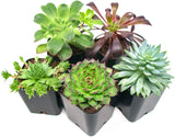 Succulent Plants (5 Pack), Fully Rooted in Planter Pots