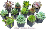 Succulent Plants (5 Pack), Fully Rooted in Planter Pots