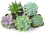 Succulent Plants (5 Pack), Fully Rooted in Planter Pots