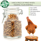 100% Non-GMO Dried Mealworms - High-Protein Mealworm Treats