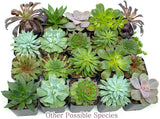 Succulent Plants (5 Pack), Fully Rooted in Planter Pots