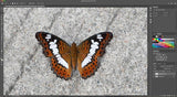 Adobe Photoshop | Photo, image, and design editing software | 1-month Subscription, PC/Mac
