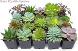 Succulent Plants (5 Pack), Fully Rooted in Planter Pots