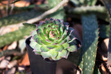 Succulent Plants (5 Pack), Fully Rooted in Planter Pots