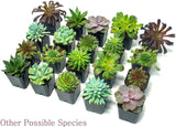 Succulent Plants (5 Pack), Fully Rooted in Planter Pots