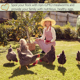 100% Non-GMO Dried Mealworms - High-Protein Mealworm Treats