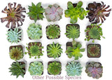 Succulent Plants (5 Pack), Fully Rooted in Planter Pots
